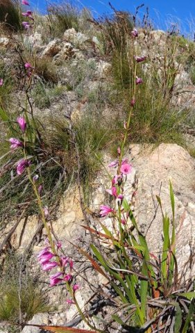 Watsonia borbonica subsp. borbonica making the most of its conditions